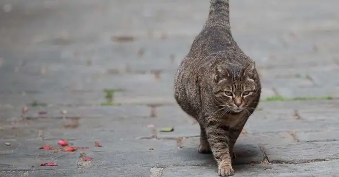 Лечение беременной кошки