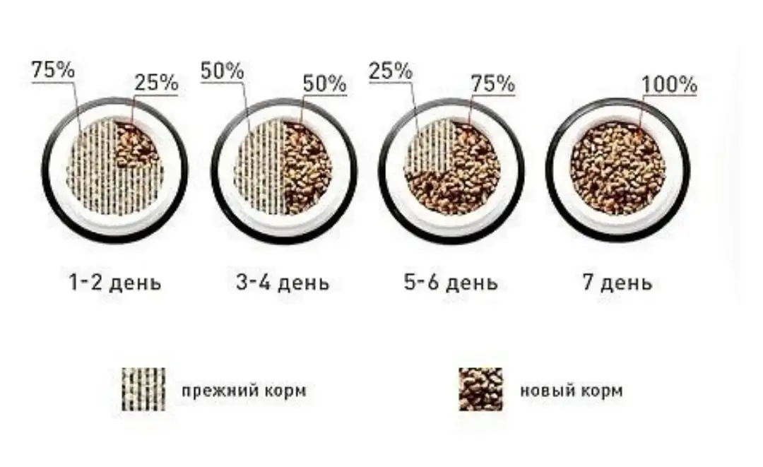 Лечение пожилых собак