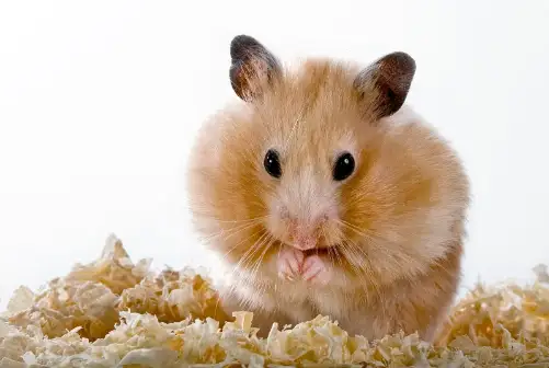 Versele Laga Mini Hamster Nature