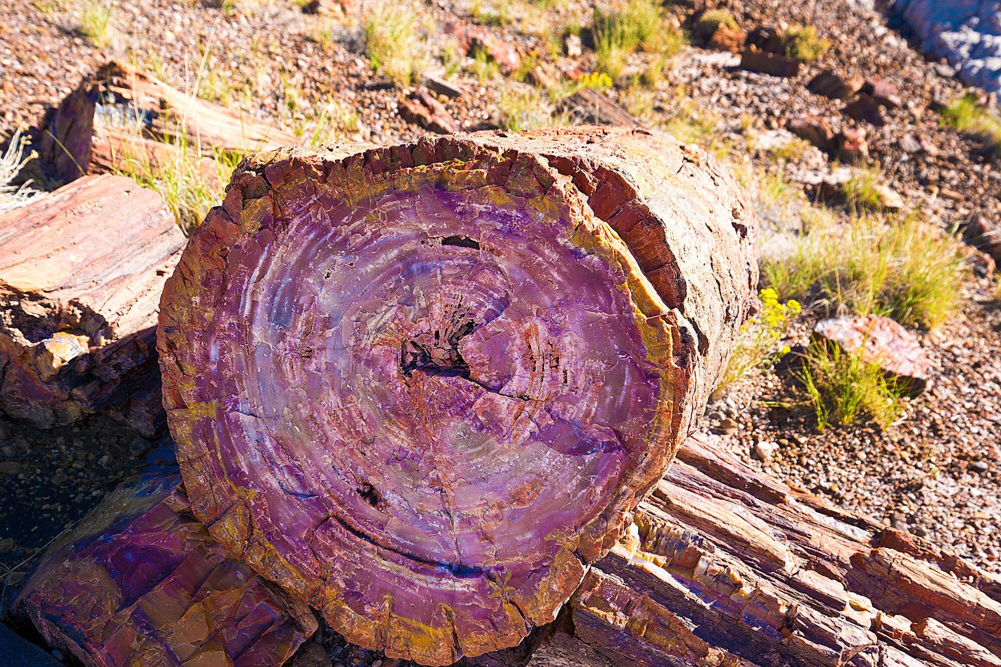 Спил окаменевшего ствола. Окаменевший лес Петрифайд-Форест, США. Окаменелые деревья в Аризоне. Окаменелые пни горы США. Деревья Самоцветы окаменелые.