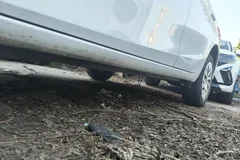 2022 Toyota Vios 1.5L CVT 20th Anniversary, белый — фото 12
