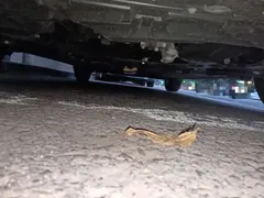 2022 Nissan Sylphy 1.6XE CVT, белый — фото 22