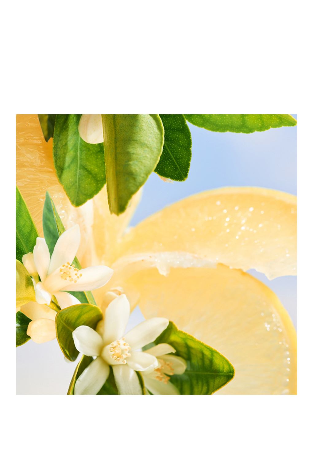 Парфюмированная вода ALLEGRA RIVA SOLARE 100 ml. Фото 3.