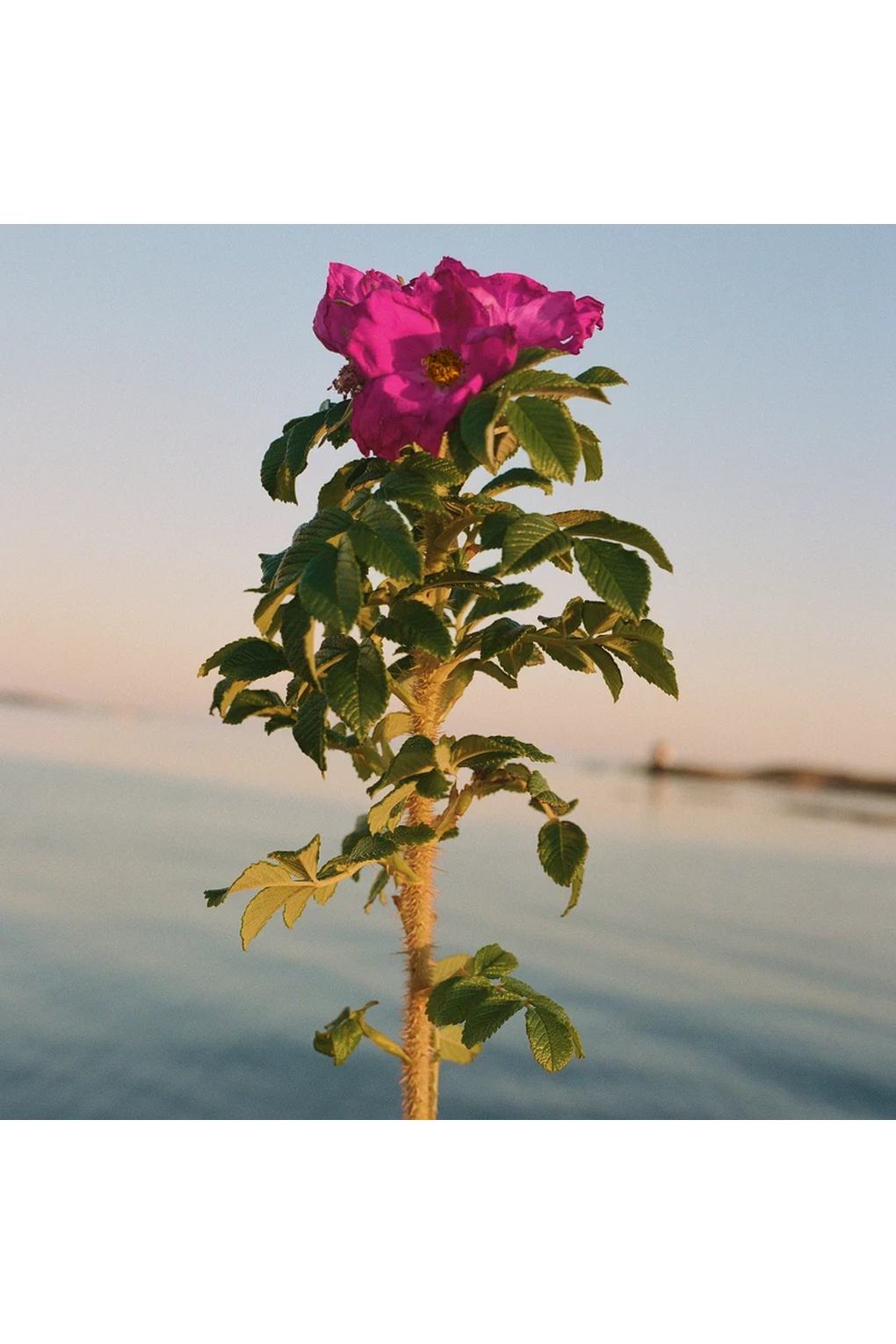 Крем для рук L:A BRUKET 329 Hand Cream Beach Rose, 30 мл. Фото 3.