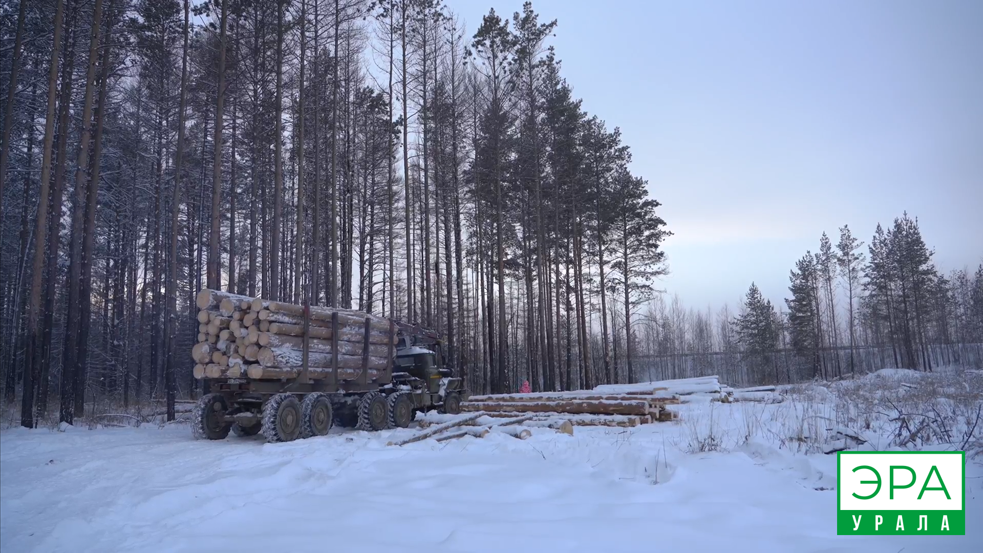 «Легкие» Нижнего Тагила под пилой: леса вырубают под видом борьбы с короедом