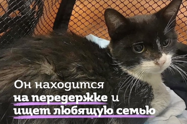 Женщина спасла сбитого котенка от смерти. Видео