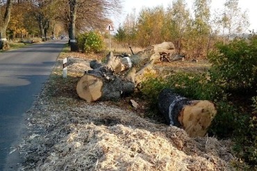 Никакого свинства. Сельские дороги очищают от многолетних зарослей