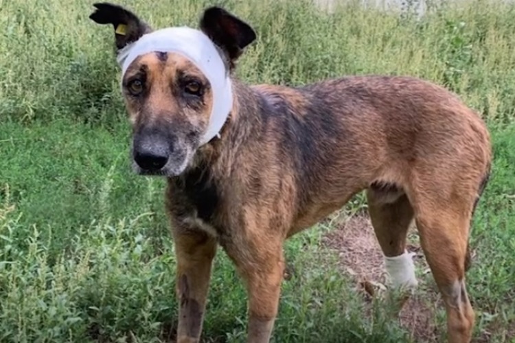 Ценой своей жизни кот выходил пса, выброшенного из окна. Видео