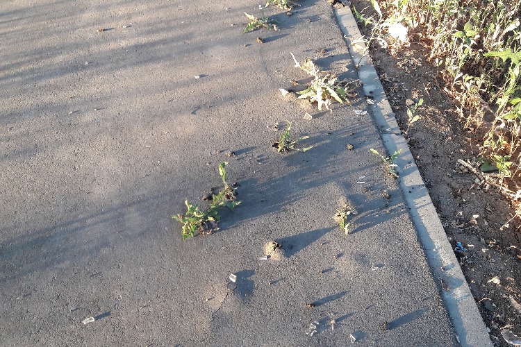 Под мостом победы трава побеждает свежий асфальт