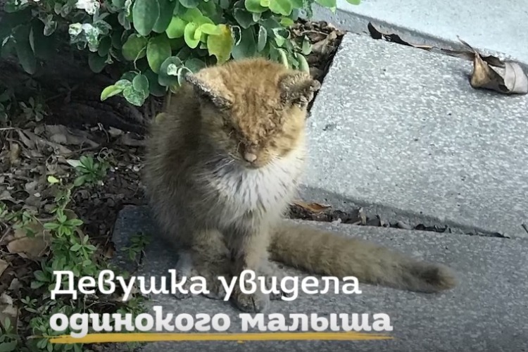 Спасатели подарили жизнь котенку, попавшему в теплотрассу