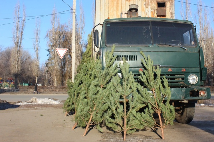 Елок привезли как снега. Только вот снега никто не привез