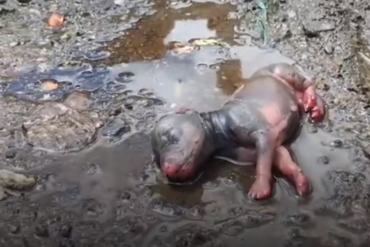 Новорожденного щенка выбросили в лужу. Видео