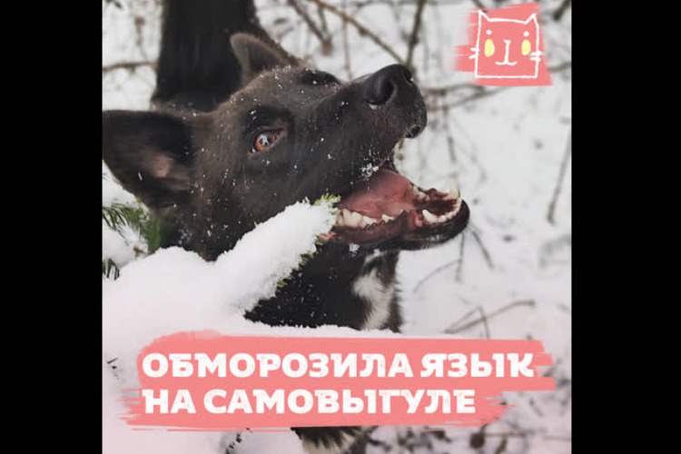 Трагические последствия самовыгула собак. Видео