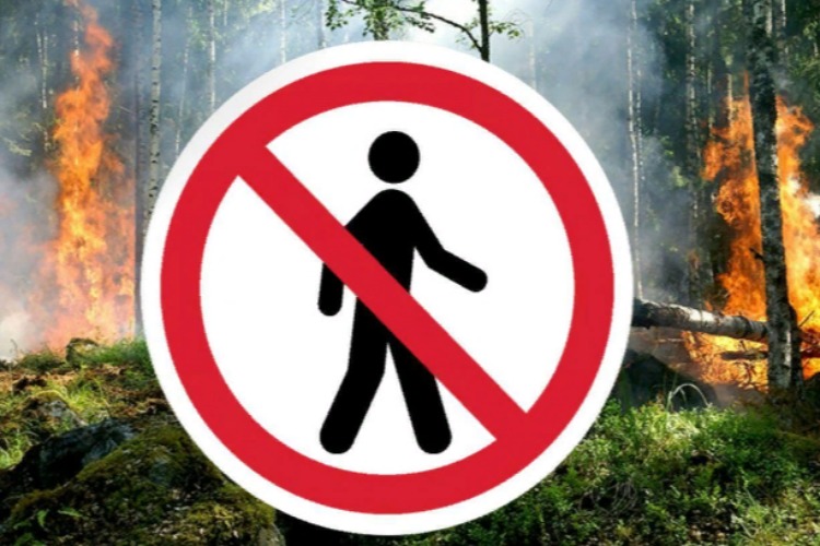 В леса области пришел противопожарный патруль