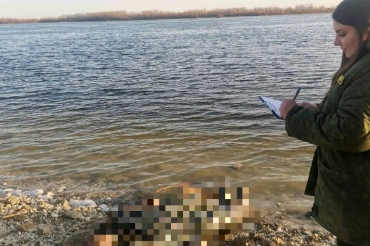 Рыбак обнаружил на берегу Волги тело мужчины
