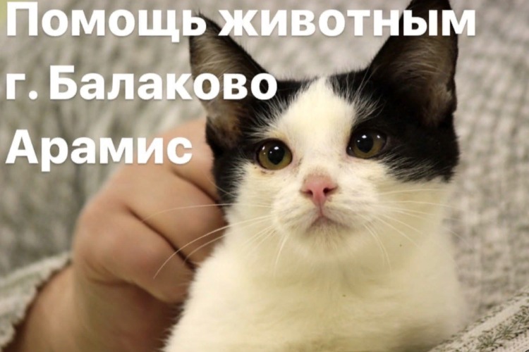 В Балакове зооволонтеры молят о помощи