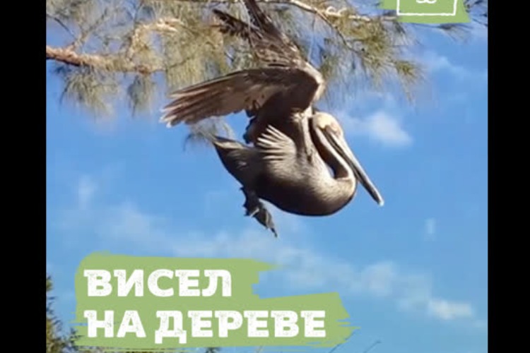 Пеликан запутался в рыболовной леске и повис на дереве. Видео