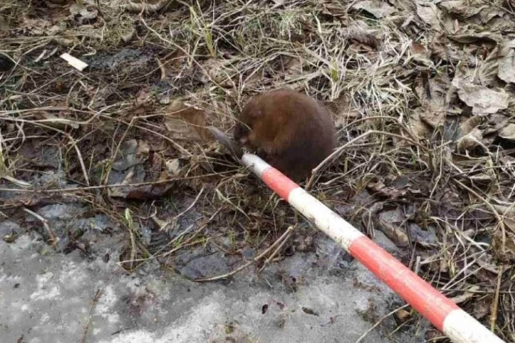 В Балакове ондатра залезла в подвал дома