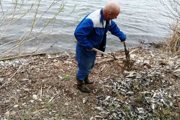 Спецкомиссия с места массовой гибели рыбы: факт массовой гибели рыбы не подтвердился