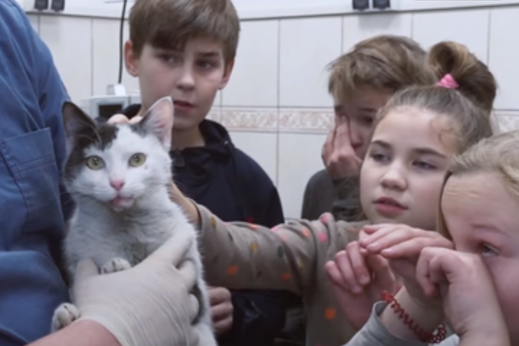 Школьники собрали деньги на операцию кошке, которую сбила машина. Видео