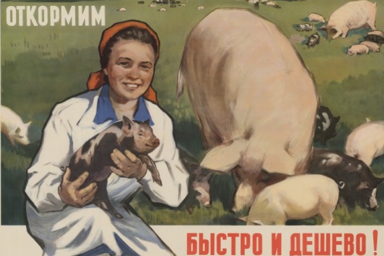 Листая подшивки газет Балакова. Свинячья слабость
