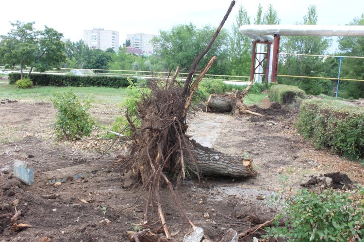 В сквере 8А микрорайона вырубили около 40 деревьев