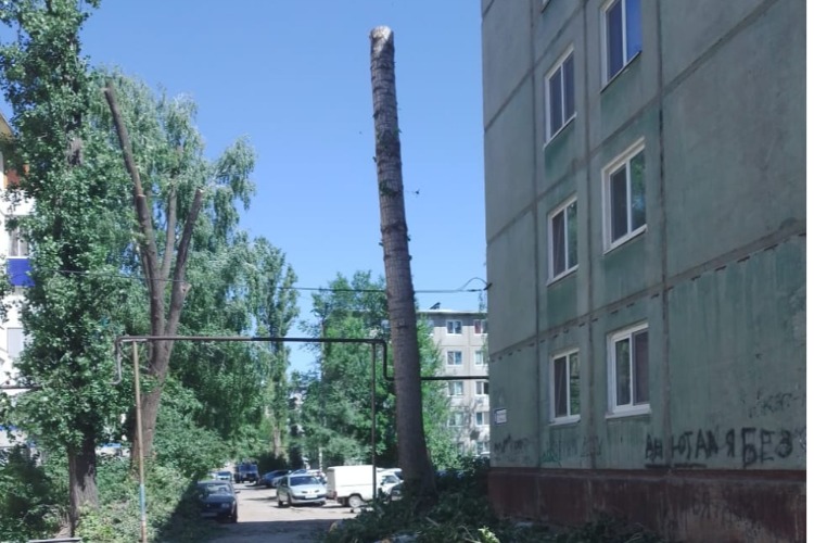 Что за добры молодцы варварски уничтожают деревья в Балаково?
