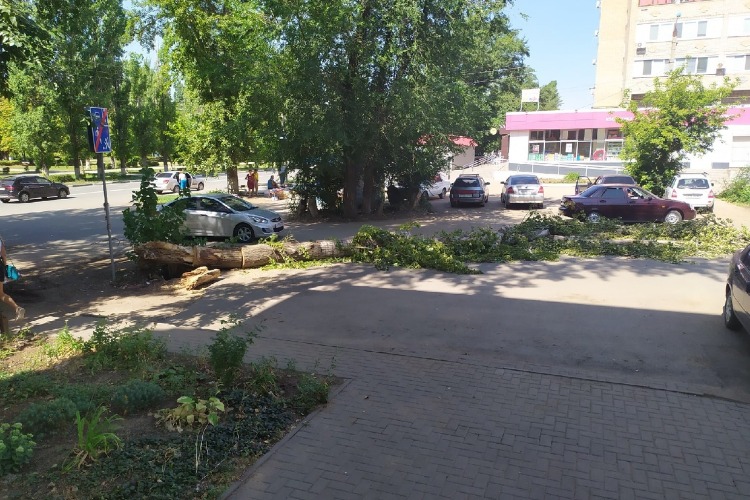 Коммунальщики третий день не могут убрать с дороги упавшее дерево
