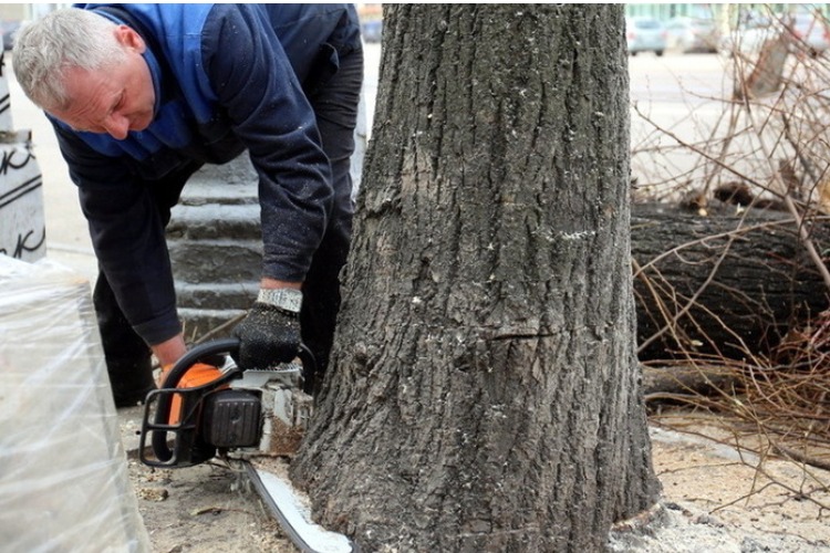 Жители Балаково возмутились спилу деревьев у школы