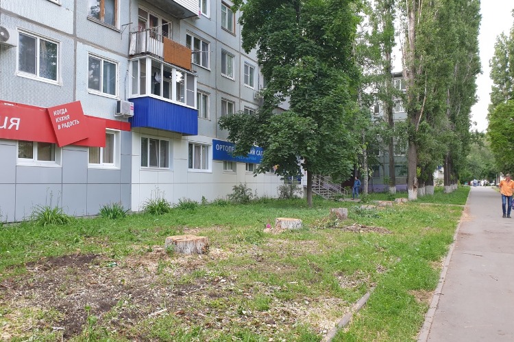 В Балаково уничтожили аллею тополей на Степной
