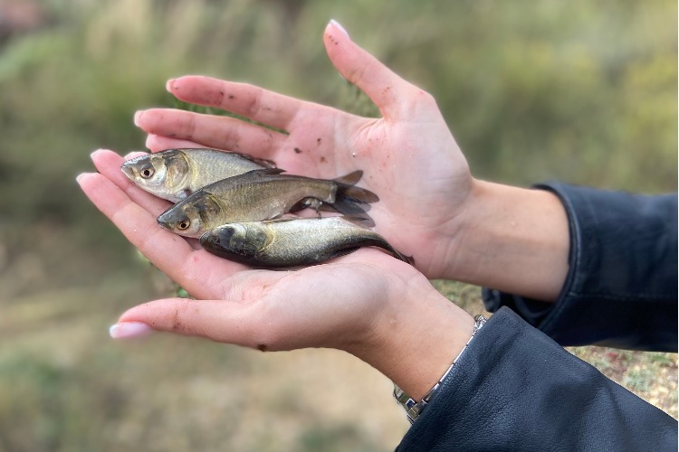 Балаковская АЭС запустила в Саратовское водохранилище почти 400 тысяч мальков рыб