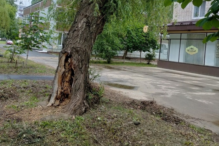 Жители обнаружили еще одно смертельно опасное дерево