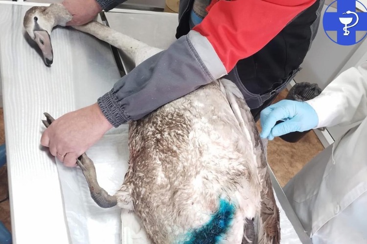 В Балаково ветеринары спасли умирающего лебедя