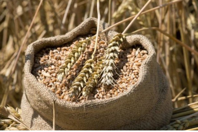 Таможня дала добро на вывоз из России в Африку 25 тысяч тонн пшеницы