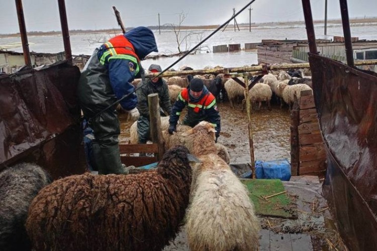На паводке. Из Комсомольского спасатели эвакуировали мужчину, женщину и более 230-ти баранов