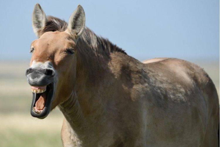 Пржевальский - это далеко не только о лошадях