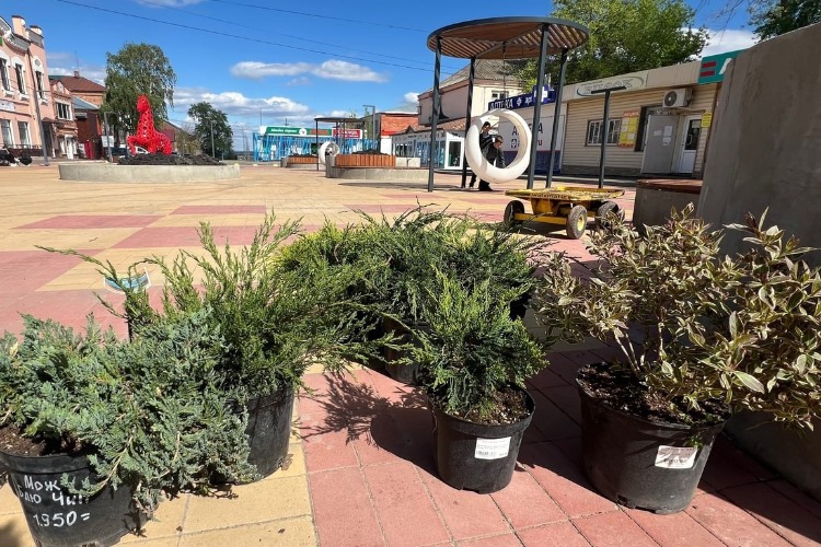 Так вот отчего в Балаково полно неуюта?