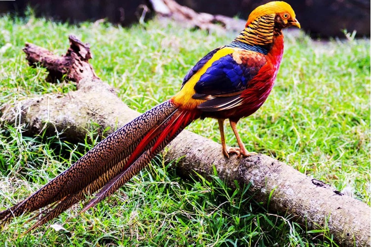 Дачников старой пристани ослепила самая красивая птица на планете - золотой фазан
