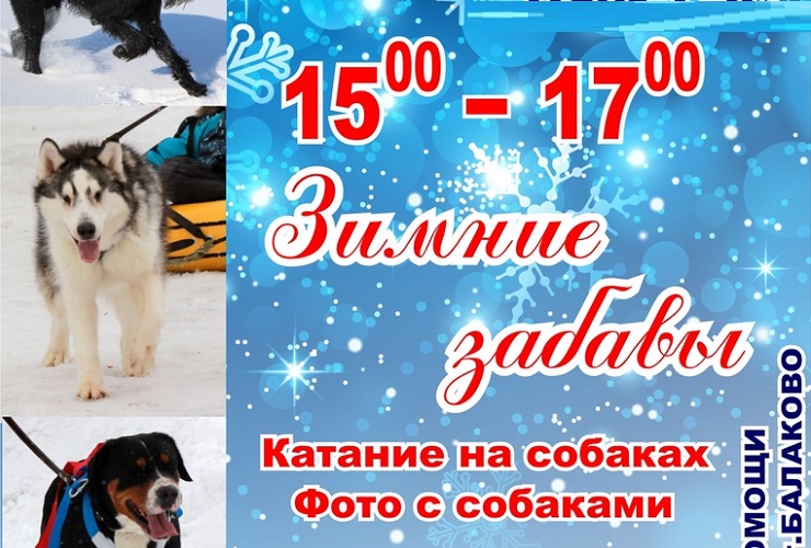 Приходите на зимние покатушки с собаками