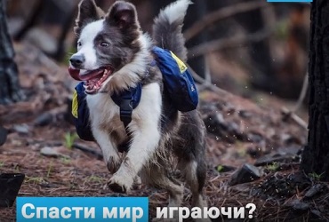 Три собаки помогают возродиться лесу. Видео