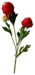 Ранункулюс мелкий красный