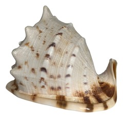 Раковина морская большая
