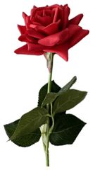 Роза одиночная красная