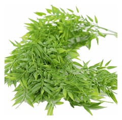 Зелень ампельная кустовая «Рускус»