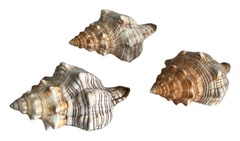 Раковины морские Набор 2.