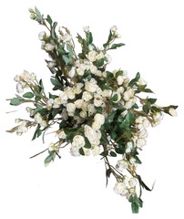 Роза кустовая белая
