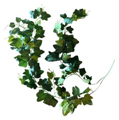 Плющ ампельный 1