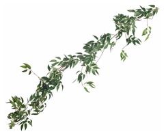 Лиана «Рускус»