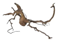 Коряга 5