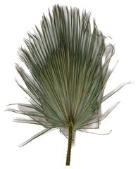 Лист пальмы  Вашингтония 120-150 см